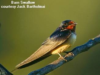 Barn Swallow by Jack Bartholmai