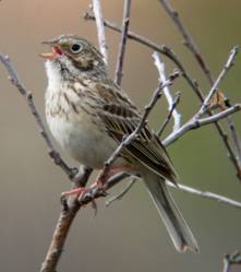 Vesper Sparrow by Ryan Brady